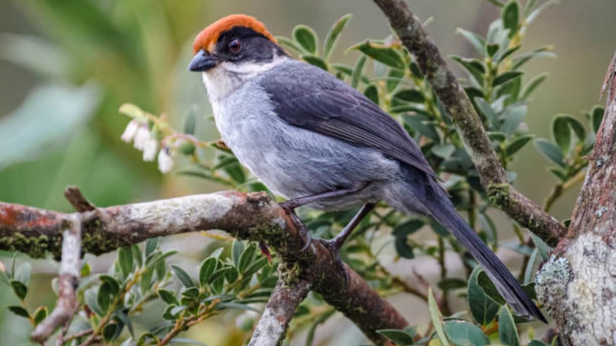 Nature’s Comeback Stories: 10 Animals That Beat Extinction