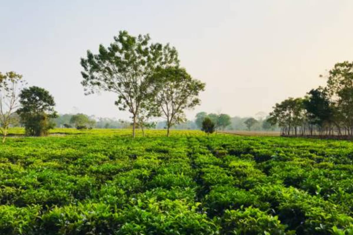 8 Indian Cities With Best Air Quality Index