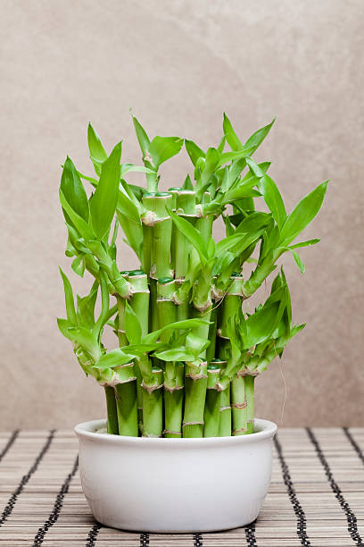 Bamboo Plant (Lucky Bamboo Plant)● The bamboo plant is a symbol of longevity, success, and good fortune. ● It is auspicious to place it near the main entrance in the east or north direction. ● The bamboo plant increases the flow of positive energy in the house and maintains harmony in the family. A bamboo plant with 5 stalks symbolizes health, one with 7 stalks symbolizes wealth, and one with 9 stalks symbolizes good fortune. Bamboo Plant (Lucky Bamboo Plant)● The bamboo plant is a symbol of longevity, success, and good fortune. ● It is auspicious to place it near the main entrance in the east or north direction. ● The bamboo plant increases the flow of positive energy in the house and maintains harmony in the family. A bamboo plant with 5 stalks symbolizes health, one with 7 stalks symbolizes wealth, and one with 9 stalks symbolizes good fortune.