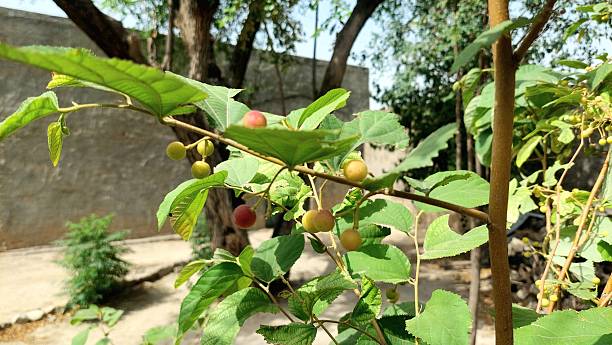 Phalsa: It is found in abundance in small towns. However, it remains out of mainstream retail shelves. Phalsa is rich in antioxidants and is traditionally used to counter heat. 