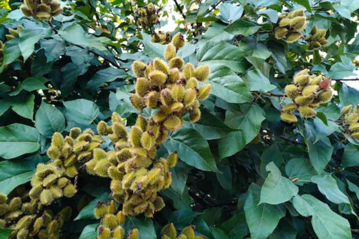 You Use It For Prayers Every Day, But Do You Know This Puja Item Can Also Make You Rich?