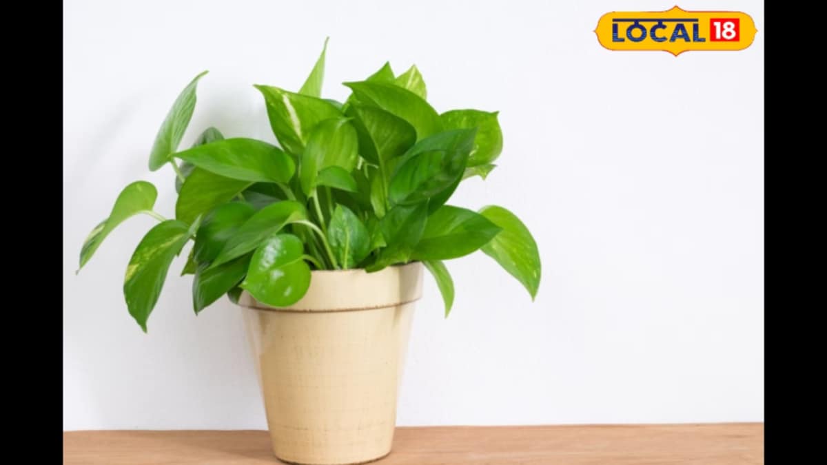 Is Your Money Plant Turning Yellow? These Simple Home Remedies Can Bring Back Its Shine