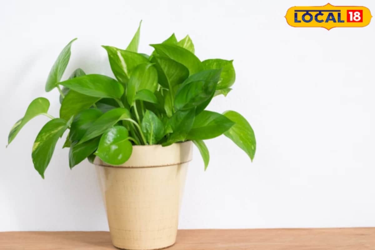 Is Your Money Plant Turning Yellow? These Simple Home Remedies Can Bring Back Its Shine