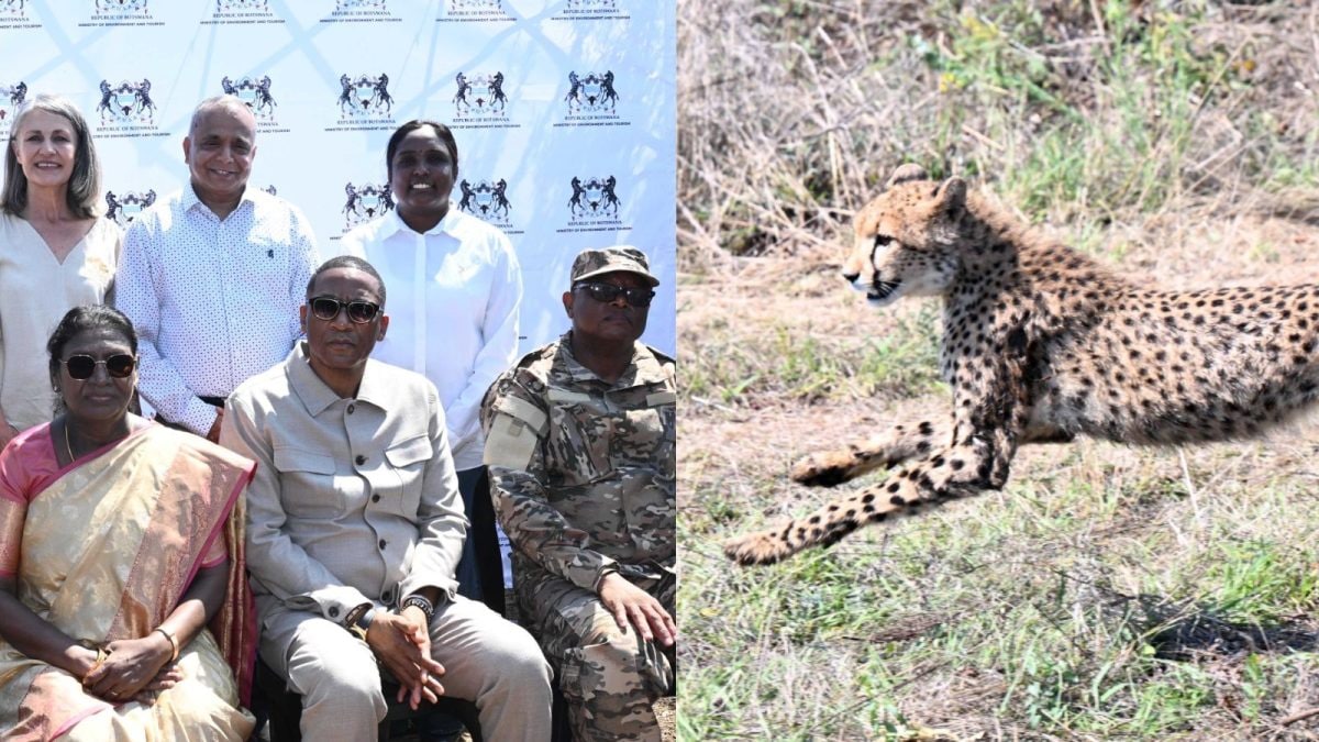 Watch: President Droupadi Murmu Receives Eight Cheetahs From Botswana Under Project Cheetah