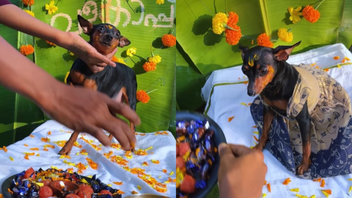 Dog Parents Organise Adorable Baby Shower For Pregnant Pet, Perform Traditional Rituals