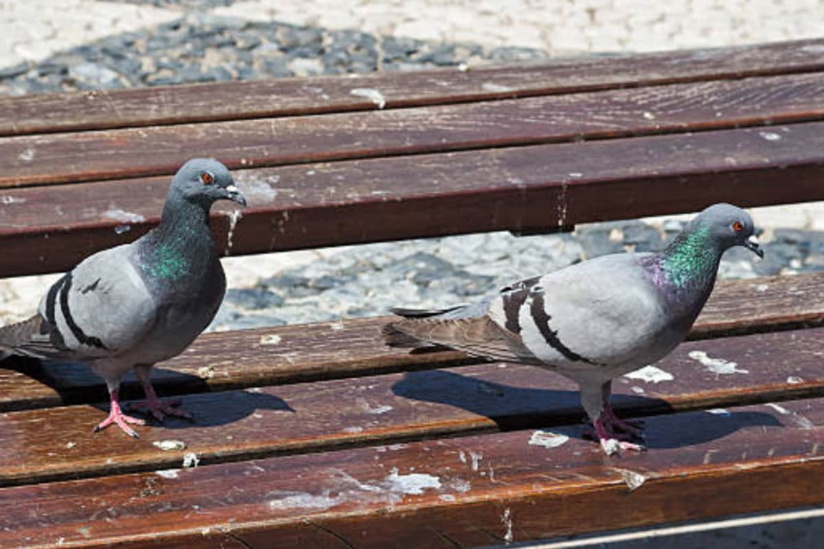 Where Do Lizards Go In Morning? Where Do Pigeons Go At Night? Which ‘Pest’ Is More Harmful & Disliked Most?