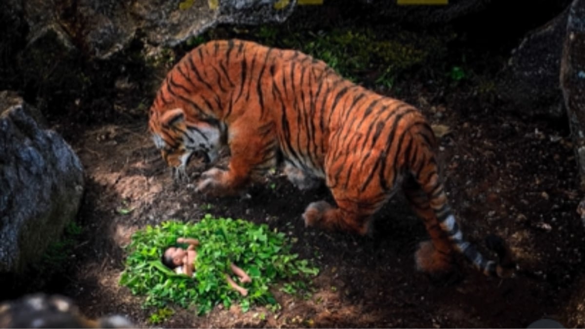Not CGI, But The Tiger In Kantara: Chapter 1 Was Made From Waste. Fans In Disbelief Call It ‘Brilliant Work’ | Viral News