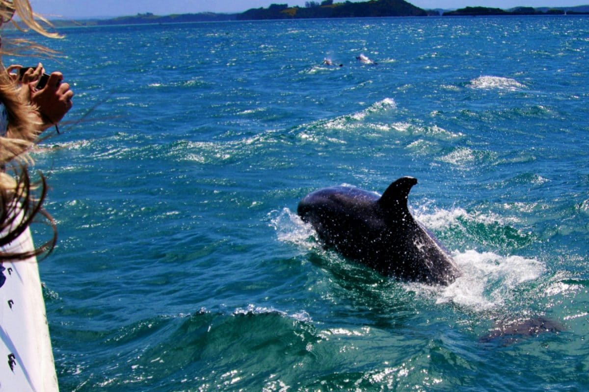 5 Best Destinations In India To Watch Dolphins And When You Should Visit