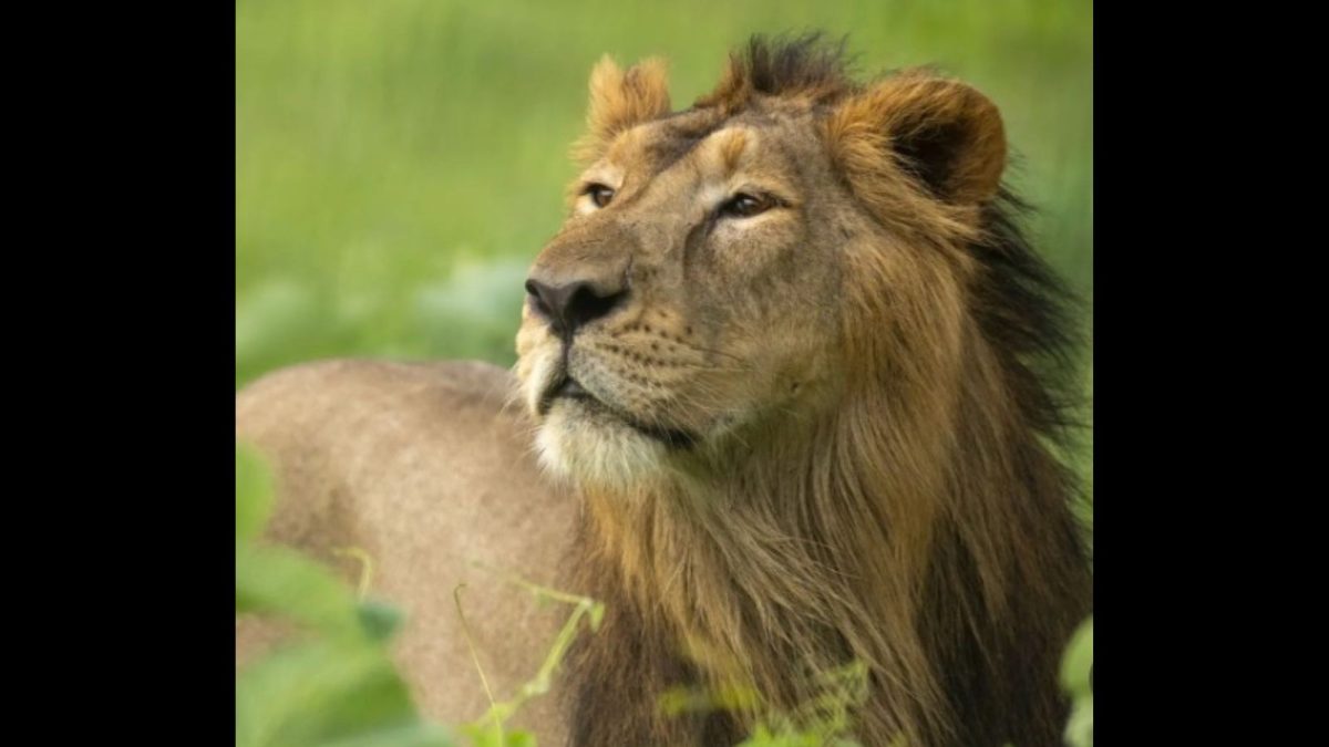 CITES Praises Vantara's Animal Care and Breeding Programs