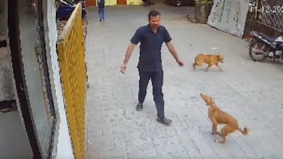 Screengrab from viral video. (Image: X/@XStrayDogMumbai)