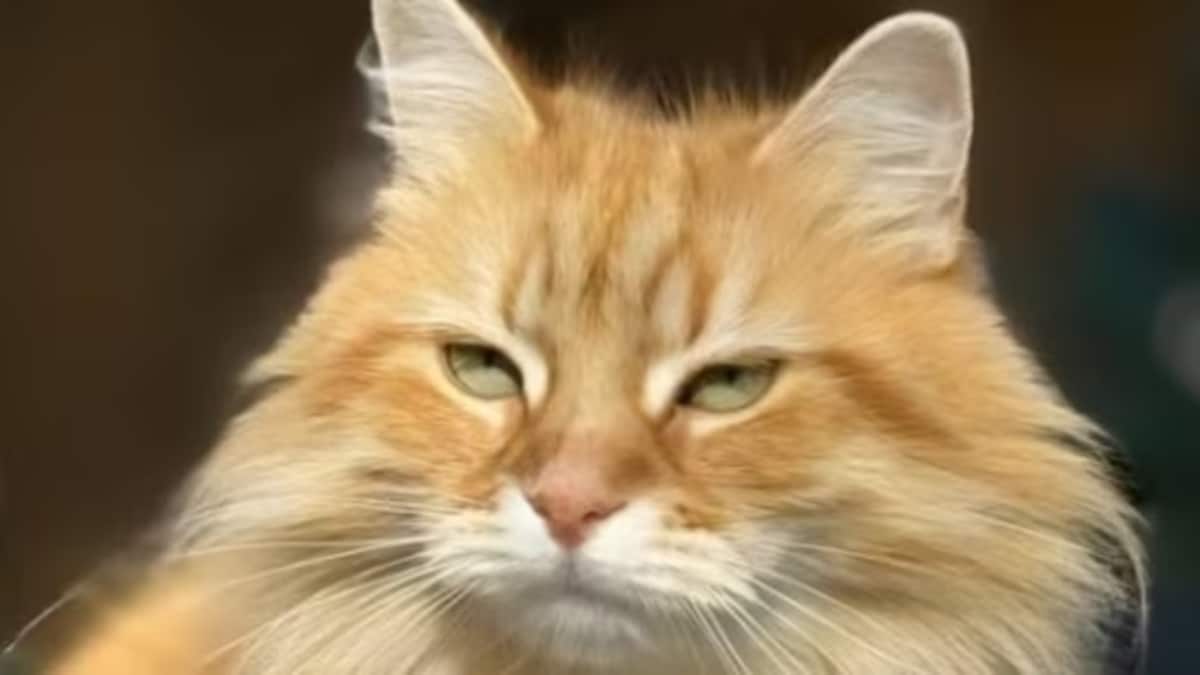 Meet Jebu: Pet Siberian Cat Steals The Show As Tarique Rahman Returns To Bangladesh