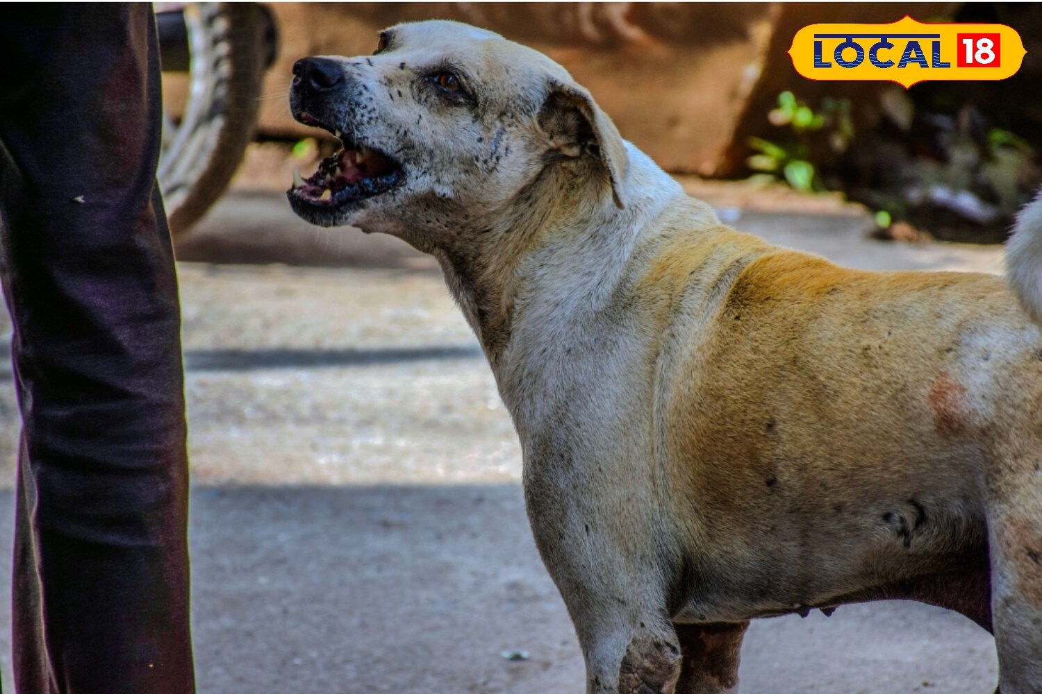 Think Pet Dogs Are Always Safe? Doctors Warn Rabies Risk Is Rising Sharply