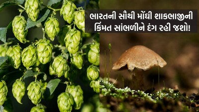 These Two Vegetables Fetch Gold-Like Prices; Know What Makes Them So Rare (Image-AI)