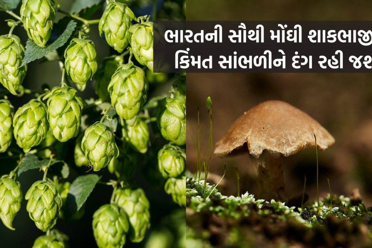 These Two Vegetables Fetch Gold-Like Prices; Know What Makes Them So Rare