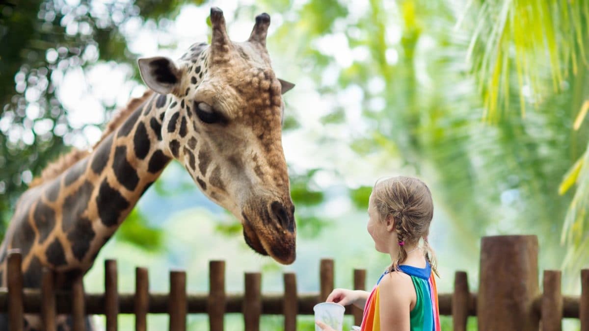 Elephant, Tiger Or Giraffe: How Much It Costs To Adopt An Animal At Mysuru Zoo