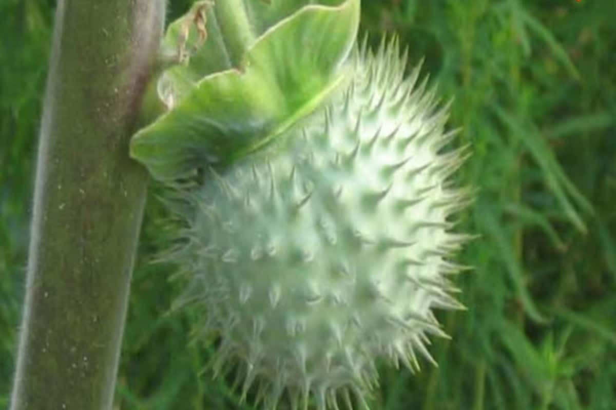 Poison Or Cure? Ayurveda Experts Share Medicinal Benefits Of Dhatura Plant
