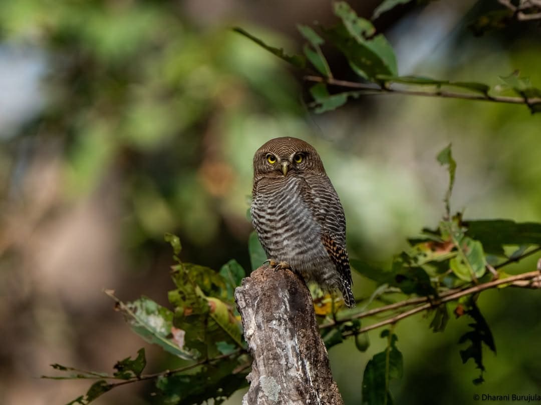 Bandhavgarh National Park, Madhya Pradesh: Known for its dense tiger population and concentrated core zones, the park promises memorable wildlife sightings. Combined with ancient ruins and diverse fauna, Bandhavgarh is a top pick for photographers and safari adventure seekers.