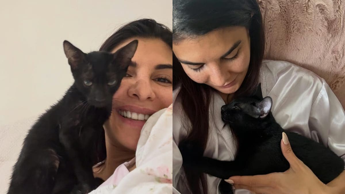 Jacqueline Fernandez Rescues Two Cats, Says 'They Were Hungry, Tired And Soaked Wet"