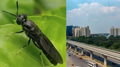 They thrive on vegetable scraps, fruit peels, kitchen waste, food industry by products and even manure. This makes them ideal for a city like Bengaluru, where 50-60% of the waste stream is organic. (Image: X)