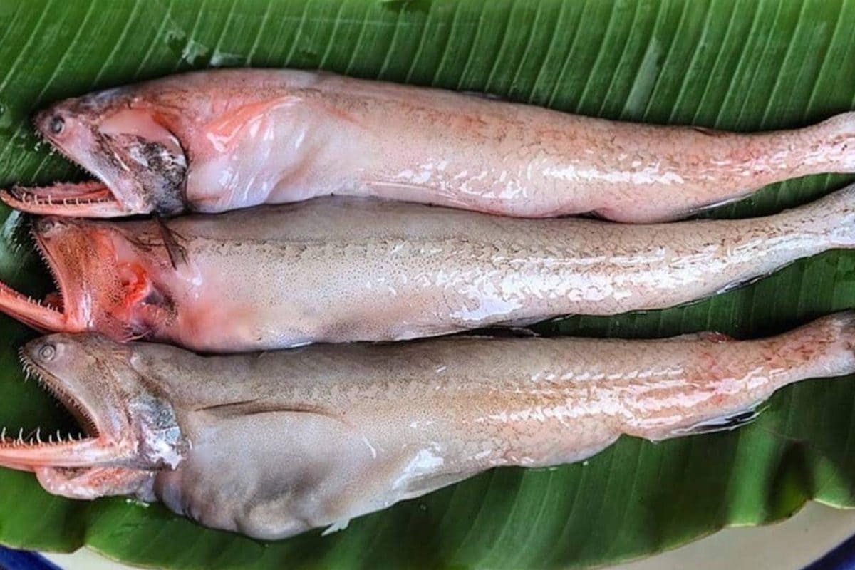 Bombay Duck: The Fish With A Quirky Name And Rich Legacy