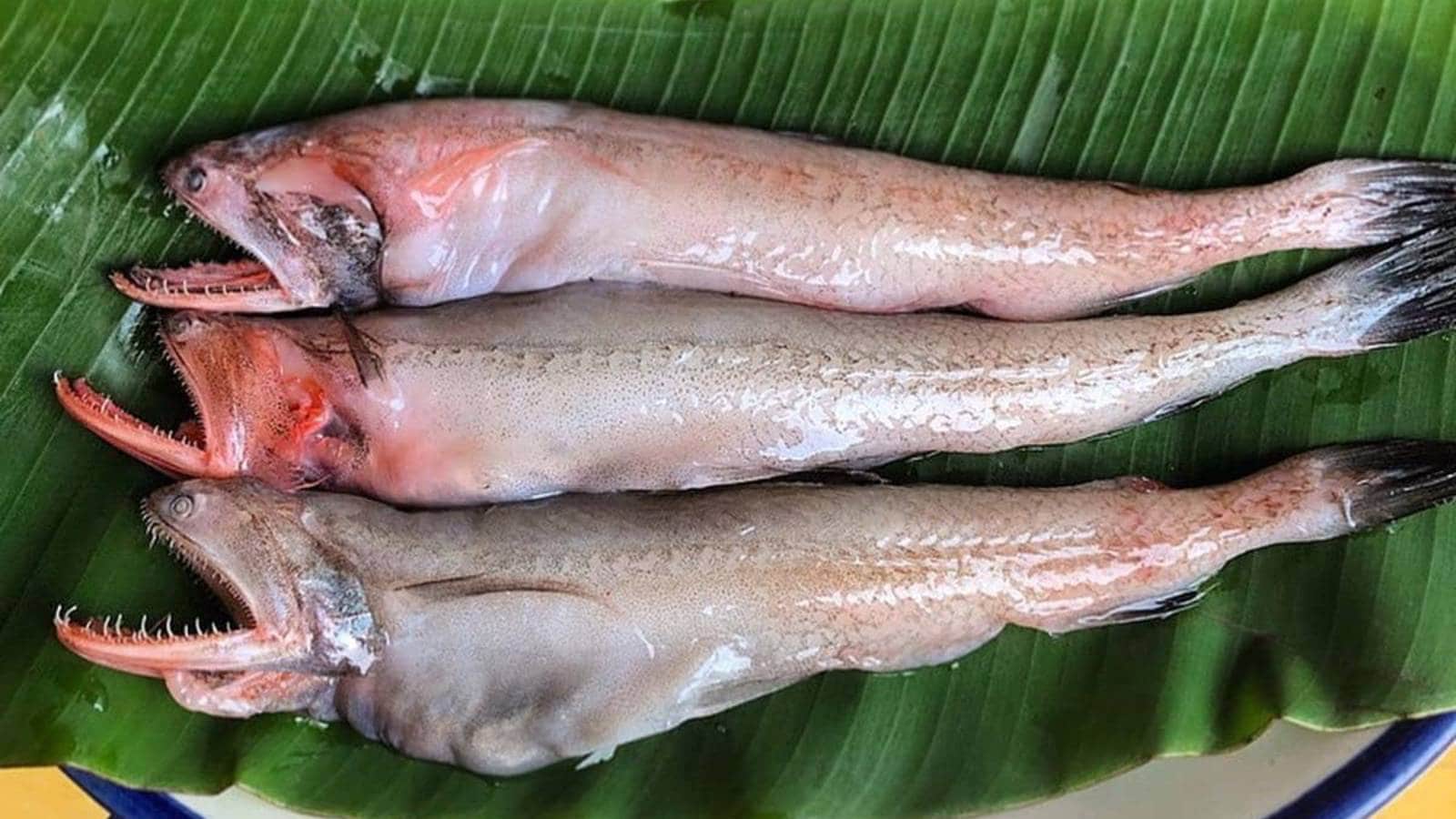 Bombay Duck