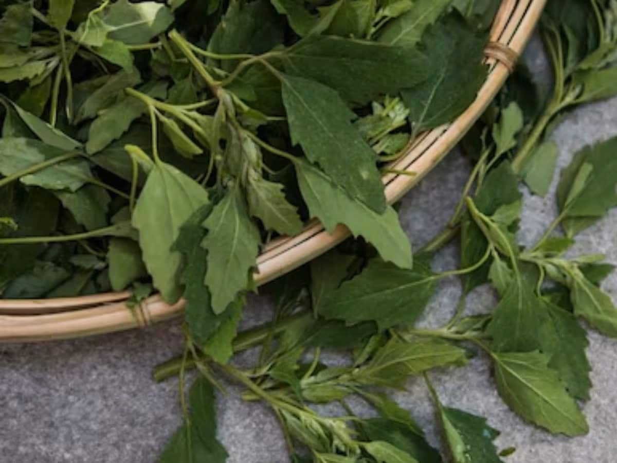 Eat Bathua This Winter: Discover Its Benefits And Try This Easy Recipe