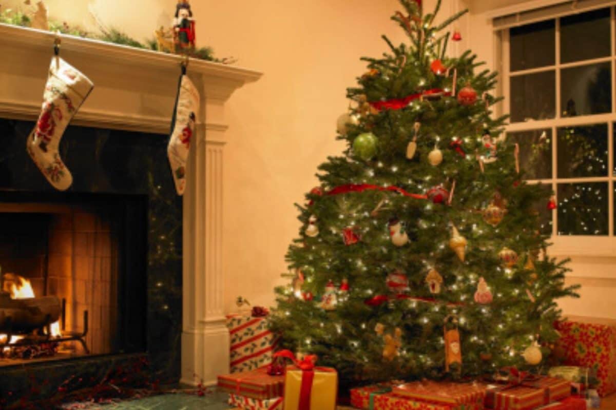 Want A New Christmas Tree? Why Houseplants Are Redefining Holiday Décor In 2025