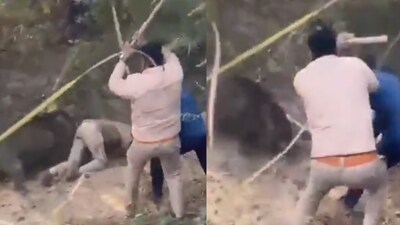 Wild boars are known to be dangerous in nature.  (Photo Credit: Instagram)