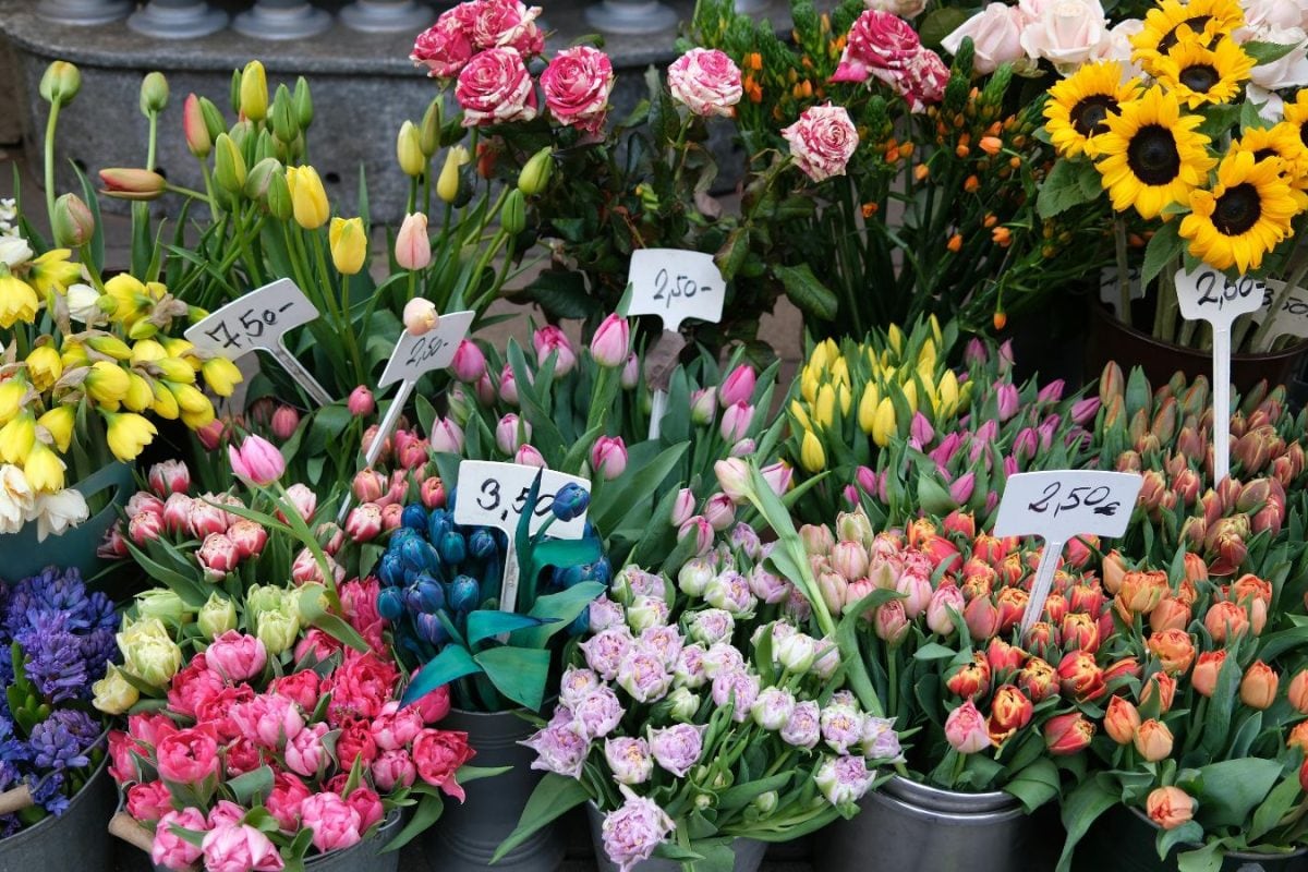 Winter In Full Bloom: The Best Places To Buy Seasonal Flowers In Bengaluru