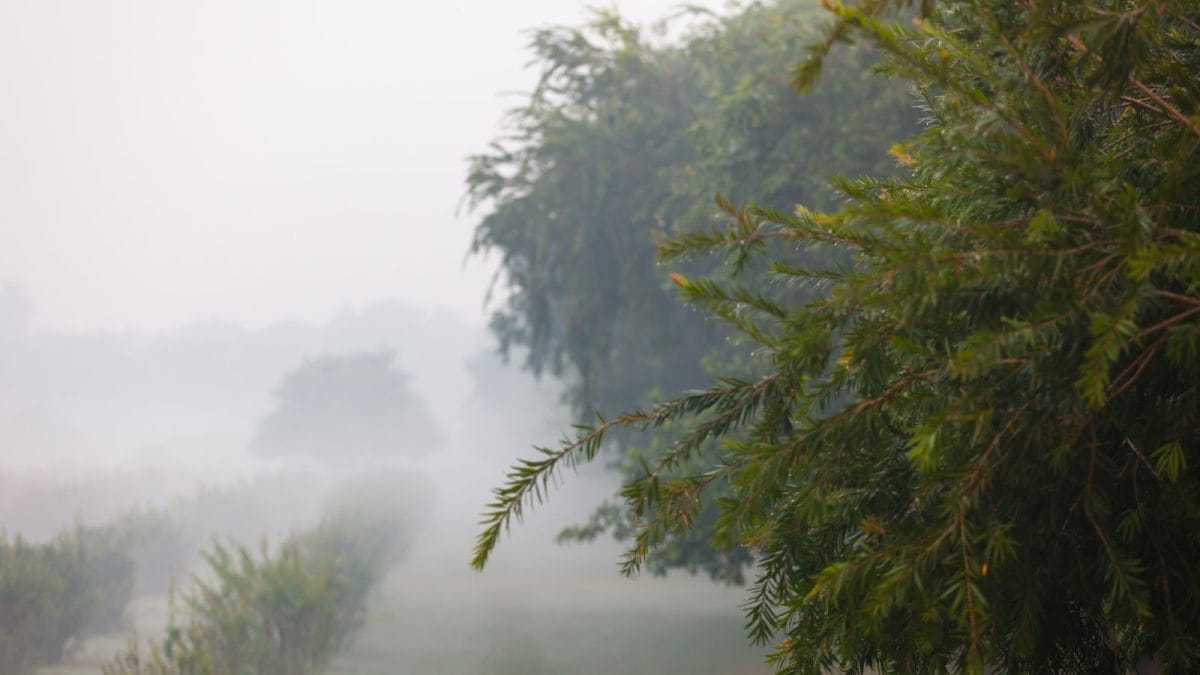 From Pleasant To 8.5°C: Bengaluru’s December Winter Tightens Its Grip
