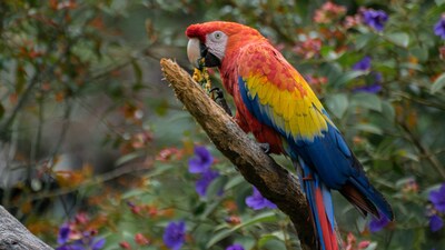 Police officials said Arun tied a stick to an iron pipe and climbed onto the compound wall of the apartment complex in an effort to chase the parrot away from the wire. (Image: Representational)
