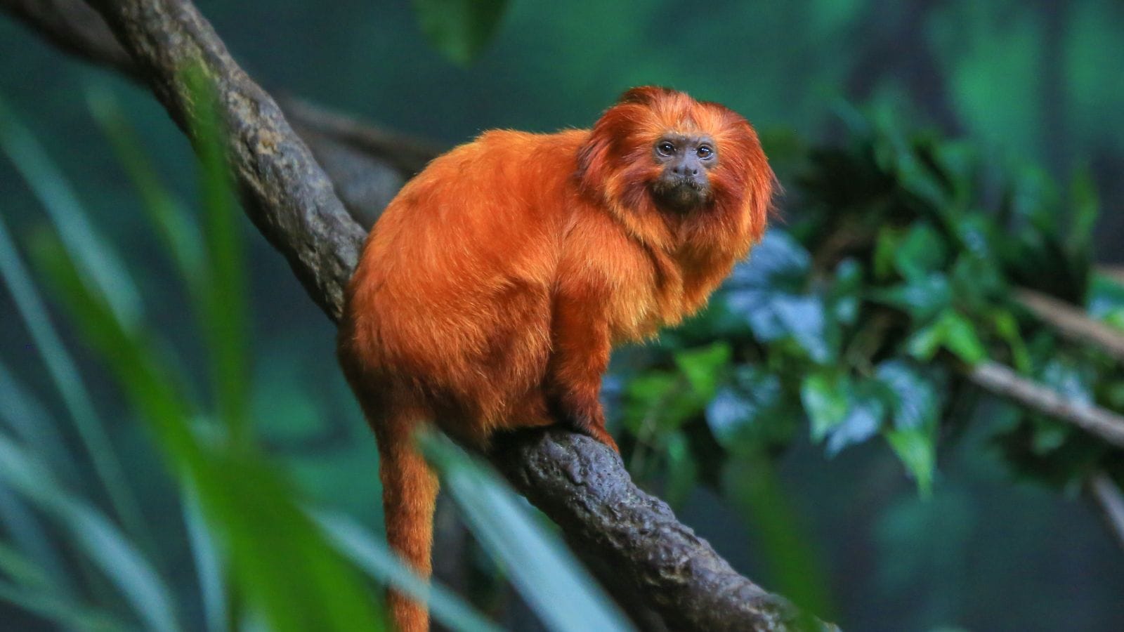 7 Animals That Look Like They Are Made Of Gold