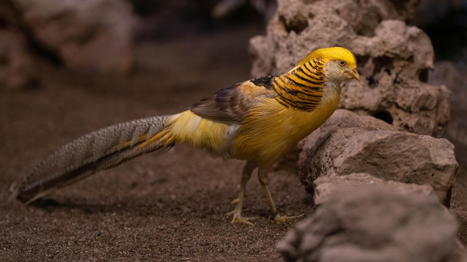 7 Animals That Look Like They Are Made Of Gold