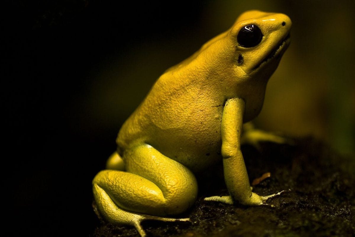 7 Animals That Look Like They Are Made Of Gold