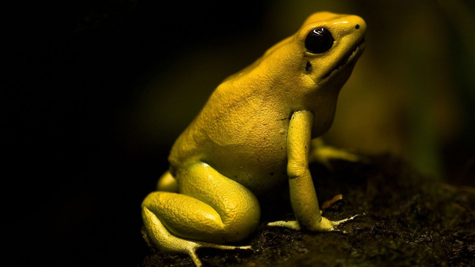 7 Animals That Look Like They Are Made Of Gold