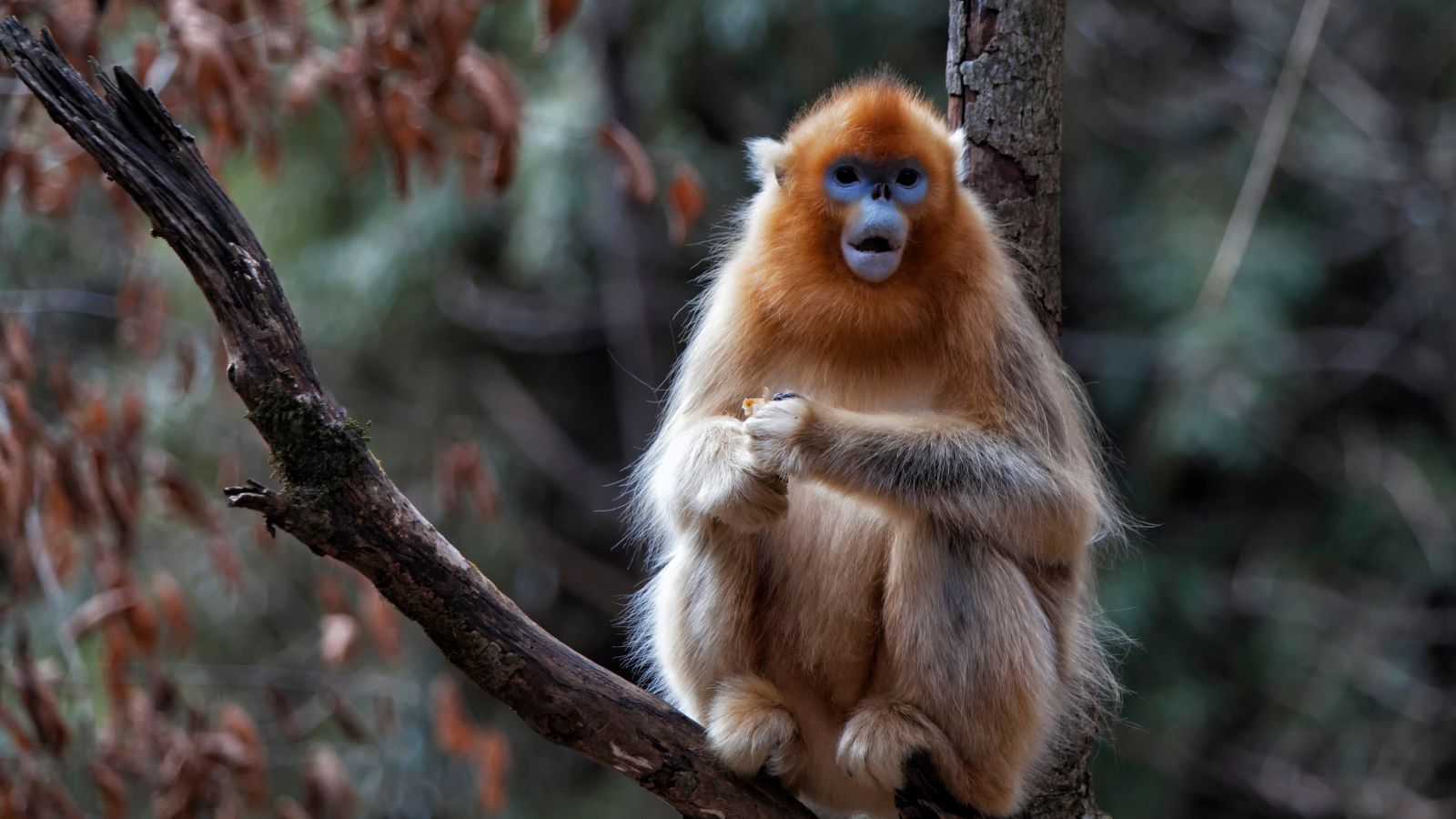 7 Animals That Look Like They Are Made Of Gold