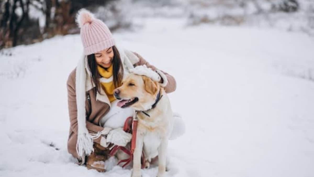 Cold Weather, New Places: Preparing Your Dog For Winter Vacations
