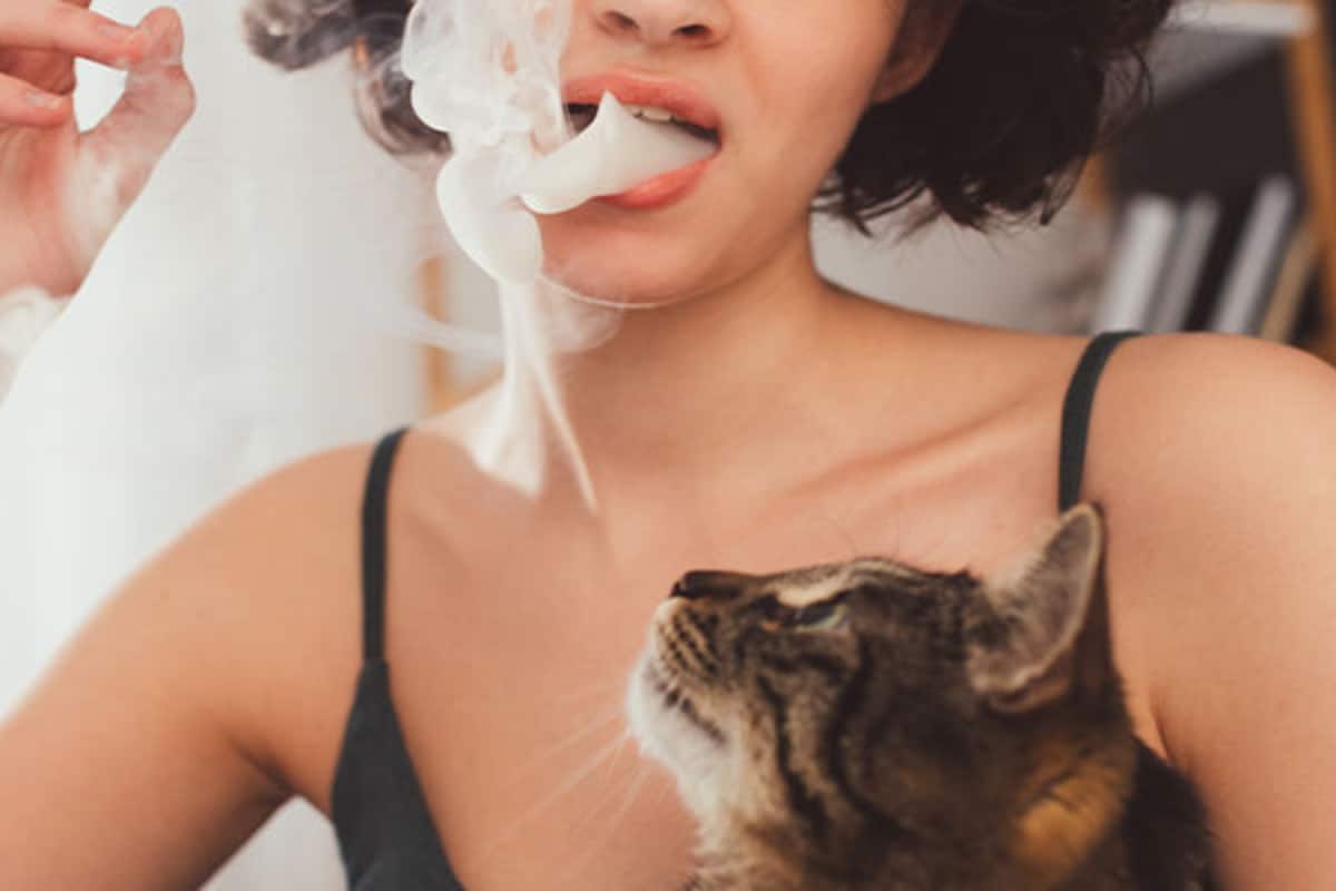 Secondhand Smoke And Kittens: The Hidden Health Risks Every Pet Parent Should Know