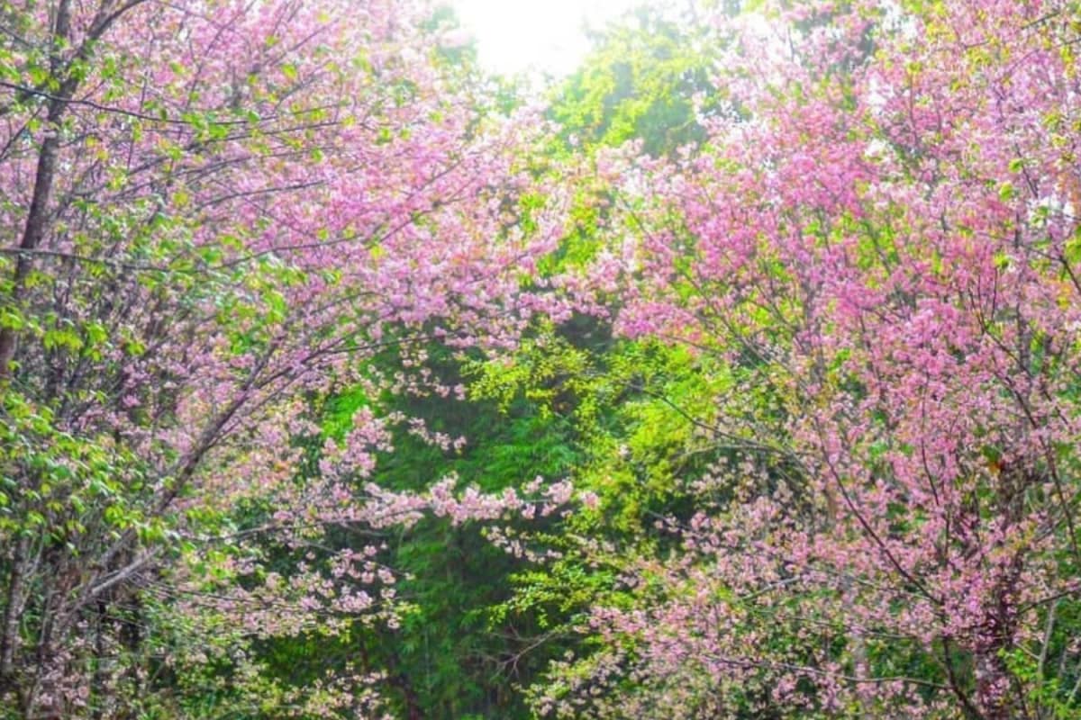Witness Japan Like Cherry Blossom In This Indian State