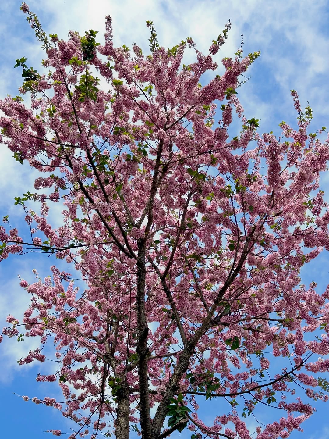  Also, do not forget to make time for Puliebadze as well. This mountain peak in Kohima district is at its best this time of the year. The climb is beginner-friendly, as in, even children can do it. 