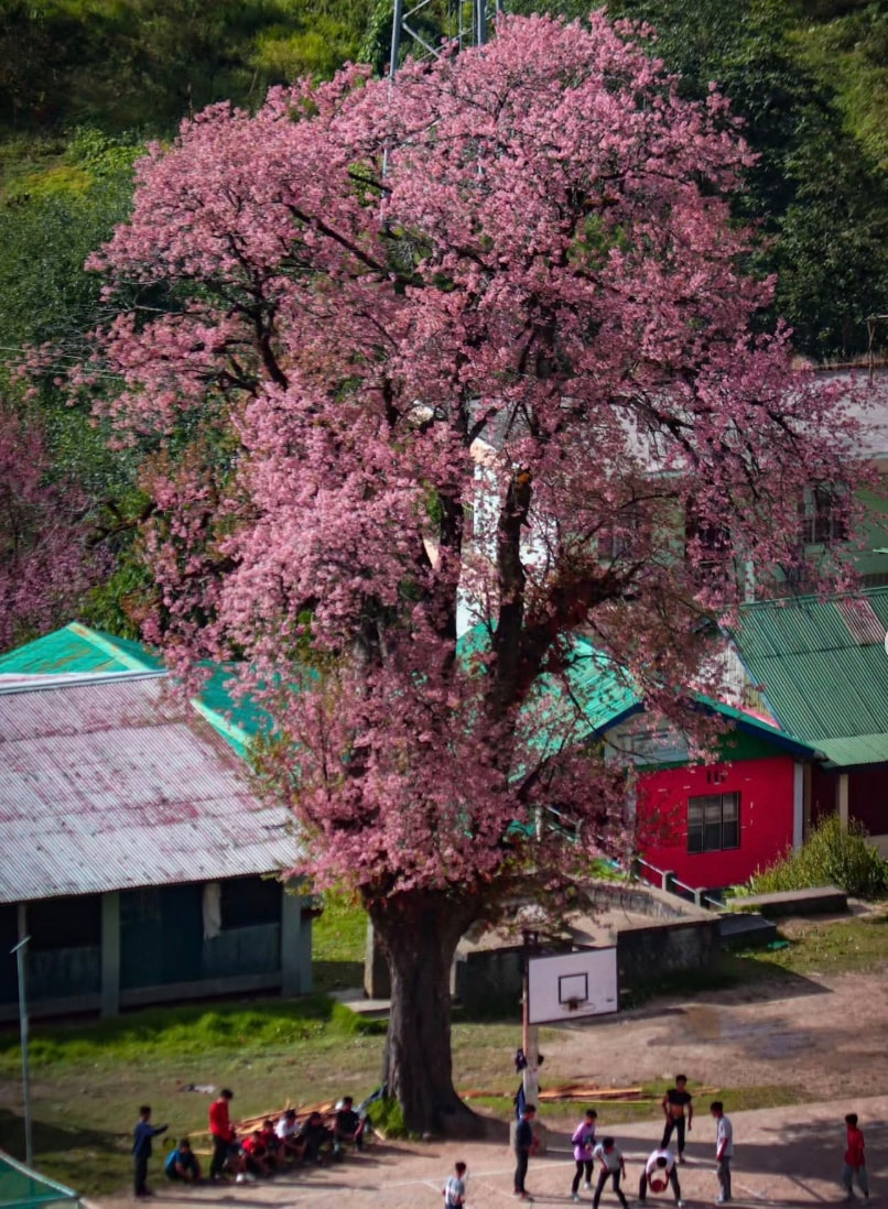  The forest trail is pretty with winter blooms everywhere, and there are properly marked trails so climbers do not face difficulties. The surrounding forest is also home to the rare shy Blyth’s Tragopan.