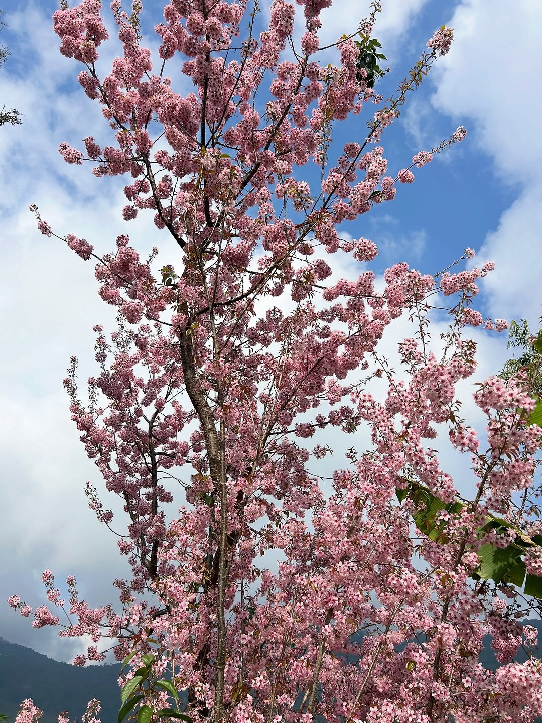  The best place to witness cherry blossom in the state is Kohima, where streets, hill slopes, and forested patches are lined with wild Himalayan cherry trees. As the trees burst into bloom, entire neighbourhoods turn into pink and white wonderland. 