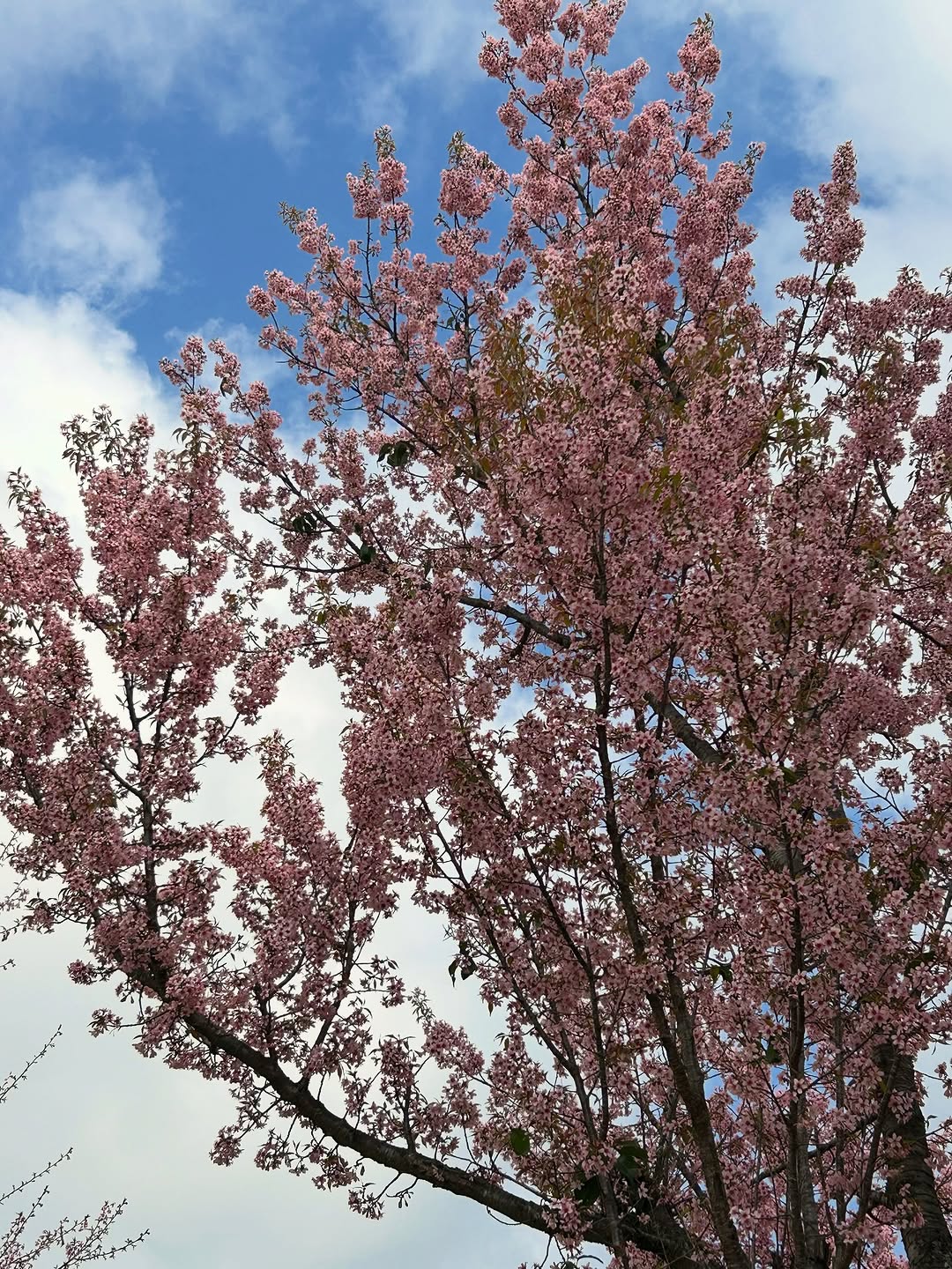 In Nagaland, many cherry trees grow naturally in the wild, merging effortlessly with surrounding hills and forests rather than being confined to manicured city parks. 