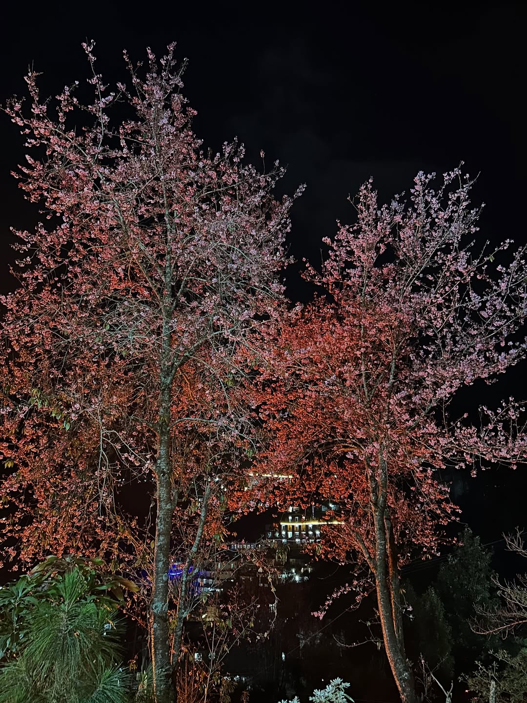  The place is free from the heavy crowds typically linked to cherry blossom season in Japan. Visitors travelling to Kohima for the annual Hornbill Festival often get to witness this striking natural spectacle firsthand. 