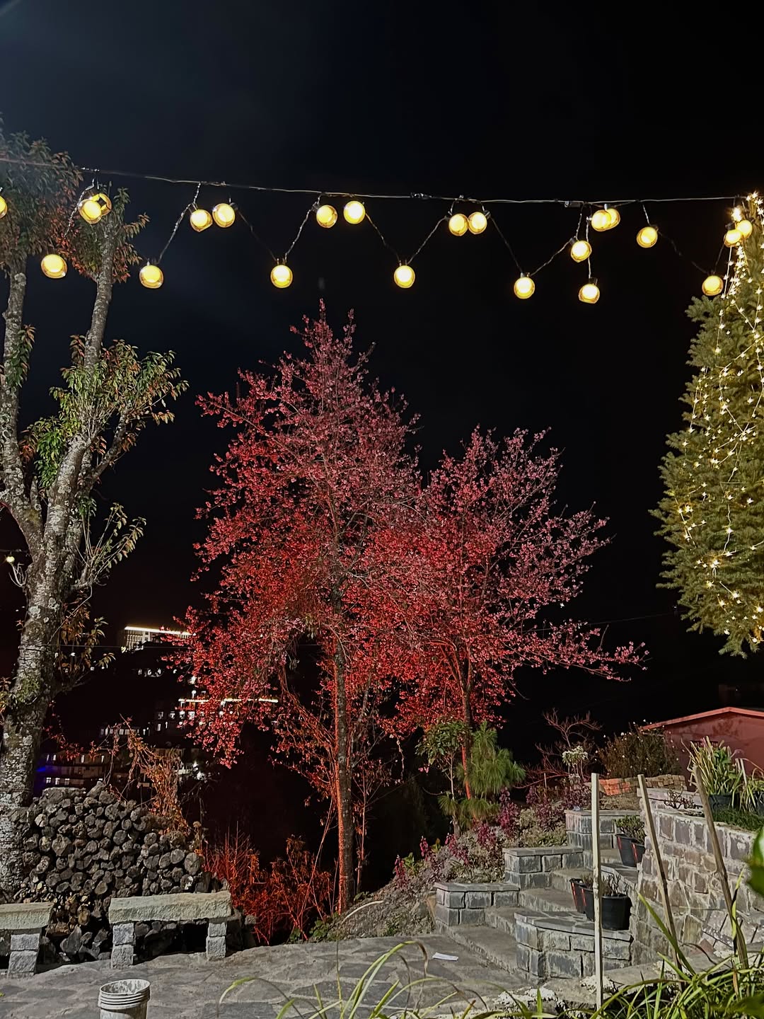  If you are visiting the state, explore scenic blossom-lined trails during the day. In Nagaland, especially in Kohima, cherry blossom are not just a visual delight but part of a broader cultural experience rooted in local traditions and modern creativity. 