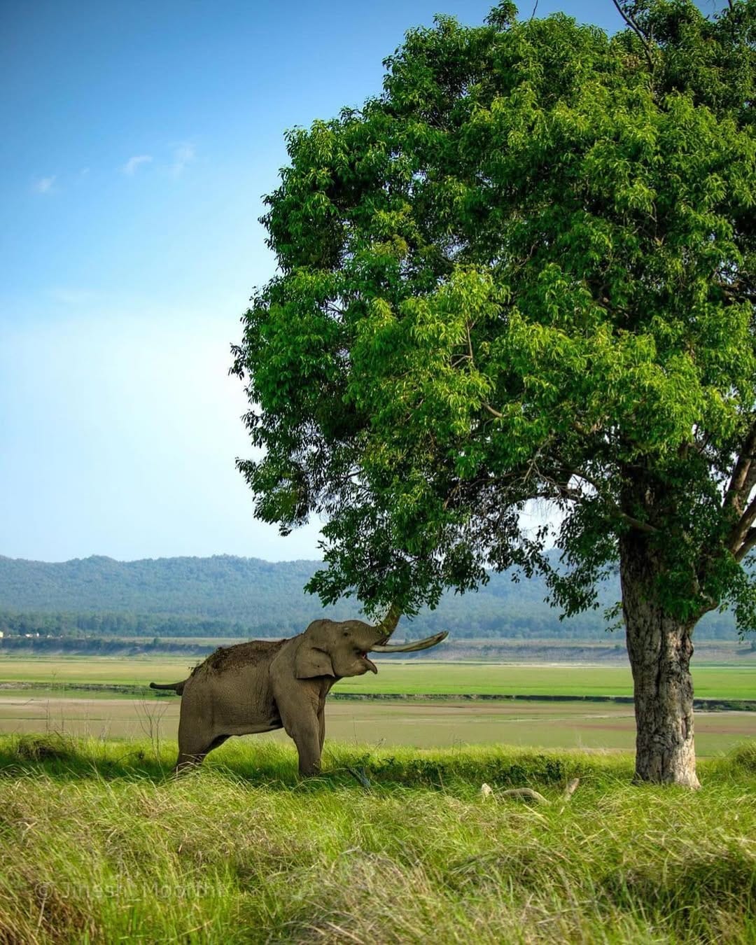 Jim Corbett National Park, Uttarakhand: One of India’s oldest national park. It features riverine forests, grasslands, and diverse ecosystems. Jeep safaris offer thrilling encounters with Bengal tigers, elephants, and a variety of bird species, making it a top destination for wildlife lovers.