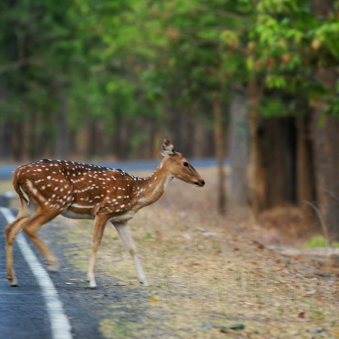 Kanha National Park, Madhya Pradesh: Renowned for its scenic sal forests and open grasslands, Kanha is home to barasingha deer and tigers. Safari drives provide classic jungle adventures and ample opportunities for stunning wildlife photography.