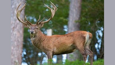 Native to the dense forests of Dachigam National Park and adjoining areas, the Hangul’s numbers had plummeted over the decades. (Photo via X)