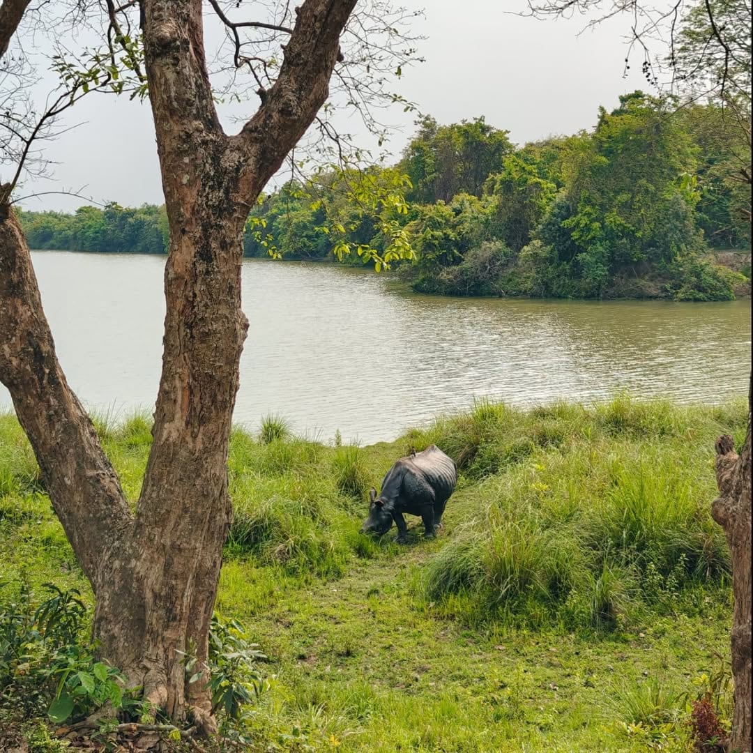 Kaziranga National Park, Assam: A UNESCO World Heritage Site, Kaziranga is famous for its one-horned rhinos, alongside elephants, swamp deer, and diverse birdlife. Explore the park on exciting jeep or elephant safaris across the scenic Brahmaputra floodplains.