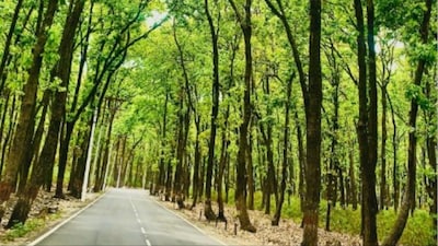A generic view of the forests in Uttarakhand (Social Media)